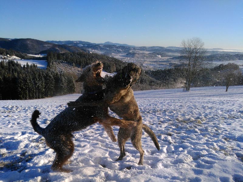 Airedale Terrier Zwerlin von Haus Schirmer